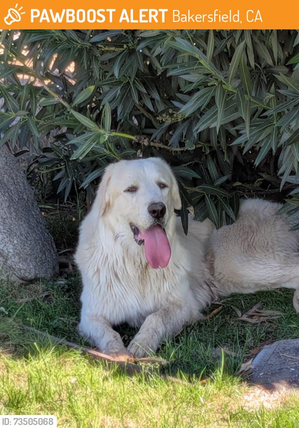 Found/Stray Male Dog last seen HWY 178, Bakersfield, CA 93306