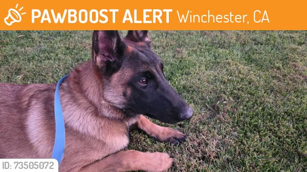 Found/Stray Male Dog last seen Benton and cheval, Winchester, CA 92596