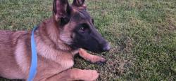 Found/Stray Male Dog last seen Benton and cheval, Winchester, CA 92596