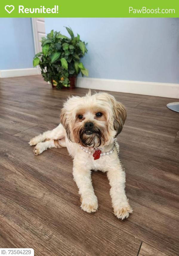 Reunited Female Dog last seen Lane Avenue South and Hyde Grove Avenue, Jacksonville, FL 32205