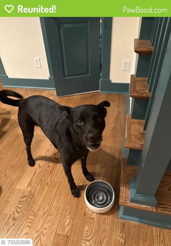 Reunited Male Dog last seen In the Ridgewood neighborhood, Greensboro, NC 27455