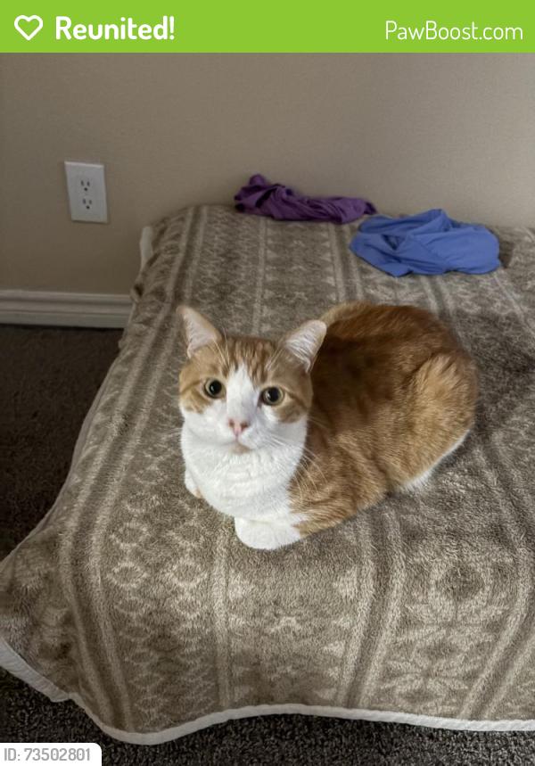 Reunited Male Cat last seen E Villa Theresa Dr, Phoenix, AZ, USA, Phoenix, AZ 85032