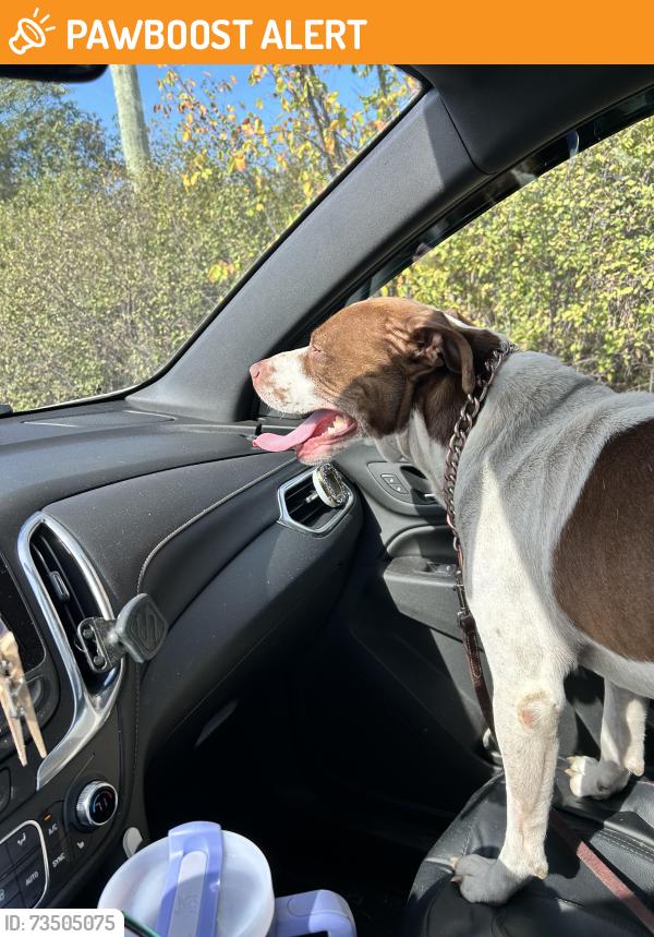 Found/Stray Male Dog last seen Ridge rd & mott, Superior Township, MI 48198