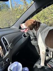 Found/Stray Male Dog last seen Ridge rd & mott, Superior Township, MI 48198