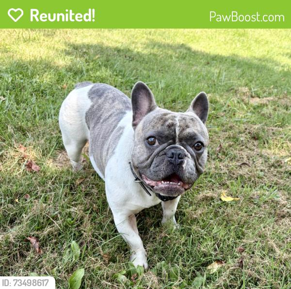 Reunited Male Dog last seen Windridge, PA, Richhill Township, PA 15337