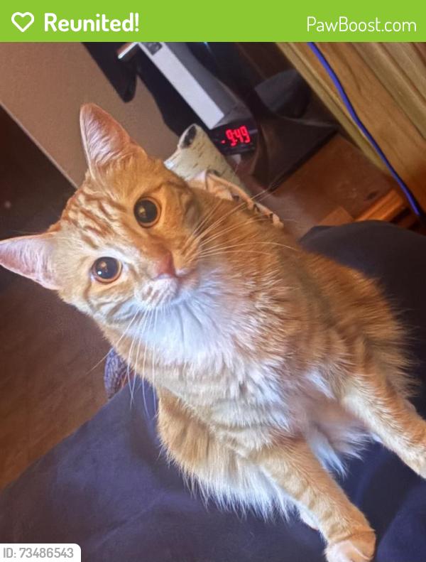 Reunited Female Cat last seen Amber Rock Court and Amber Rock Drive Stonegate Parker, Colorado, Stonegate, CO 80134