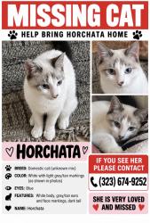 Reunited Female Cat last seen Near N Hicks Ave, Los Angeles, CA 90063, USA, Los Angeles, CA 90063