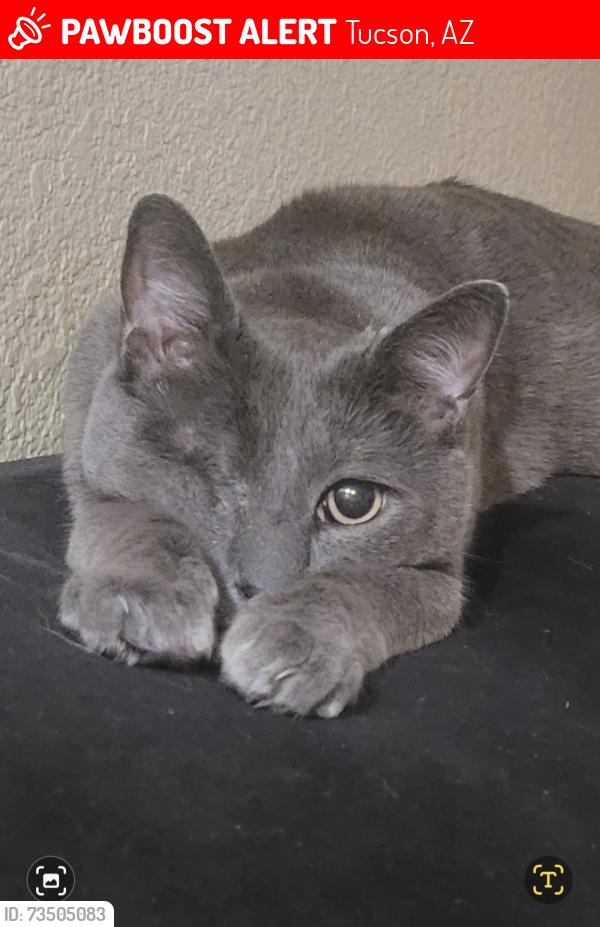 Lost Male Cat last seen KILKORMAC AND RITA ROAD, Tucson, AZ 85747