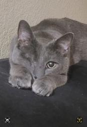 Lost Male Cat last seen KILKORMAC AND RITA ROAD, Tucson, AZ 85747
