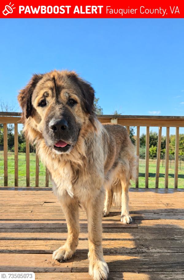 Lost Male Dog last seen Cemetery Road and Soldiers Trail, Fauquier County, VA 22734