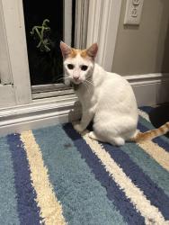 Reunited Male Cat last seen Meyer drive and Teeswater Drive, Mississauga, ON L4T 3S7