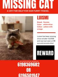 Lost Male Cat last seen Thomas and McDowell, Avondale, AZ 85392