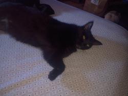 Lost Female Cat last seen 9th and Cleveland ave, Kansas City, KS 66101