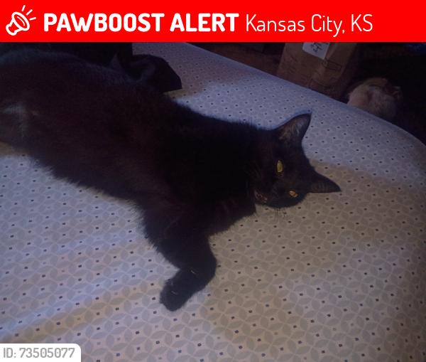 Lost Female Cat last seen 9th and Cleveland ave, Kansas City, KS 66101