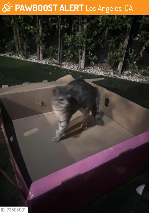 Found/Stray Male Cat last seen elementary school, Los Angeles, CA 90031