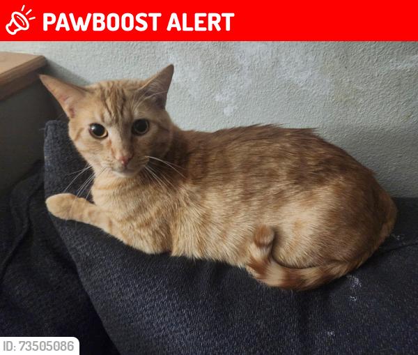 Lost Male Cat last seen Gunbarrel Lane 80925, Colorado Springs, CO 80925