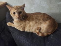 Lost Male Cat last seen Gunbarrel Lane 80925, Colorado Springs, CO 80925