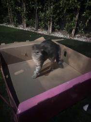 Found/Stray Male Cat last seen elementary school, Los Angeles, CA 90031