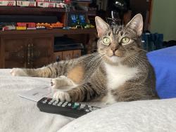 Lost Female Cat last seen 11th Ave between 162nd and 160th Beechhurst, Queens, NY 11357