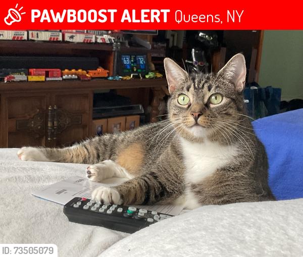 Lost Female Cat last seen 11th Ave between 162nd and 160th Beechhurst, Queens, NY 11357
