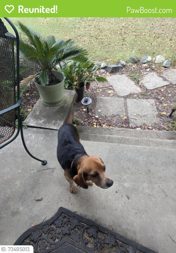 Reunited Male Dog last seen By Lakeview church, Union Ridge Rd, NC 27217