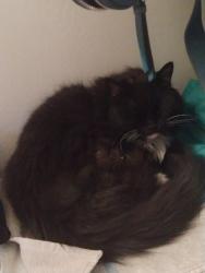 Lost Male Cat last seen Near North Revere, near a two story apmt complex, Mesa, AZ 85201