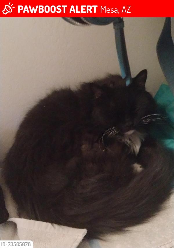 Lost Male Cat last seen Near North Revere, near a two story apmt complex, Mesa, AZ 85201