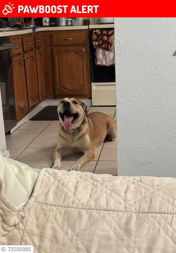Lost Male Dog last seen Near Willow Sage Salon NRH on Belshire Dr, North Richland Hills, TX 76182