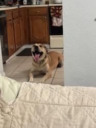 Lost Male Dog last seen Near Willow Sage Salon NRH on Belshire Dr, North Richland Hills, TX 76182