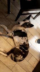 Reunited Male Dog last seen Near E Semoran Blvd, Apopka, FL 32703, USA, Apopka, FL 32703