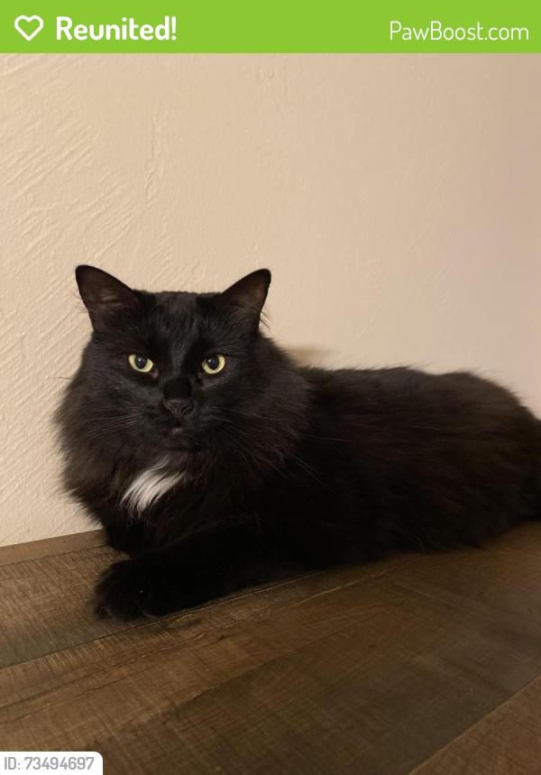 Reunited Female Cat last seen Parkridge Dr, Norman, OK 73071