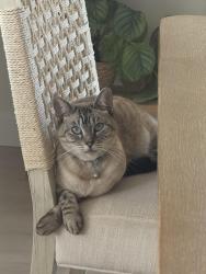 Lost Female Cat last seen Trenton st, clairement hs, San Diego, CA 92117