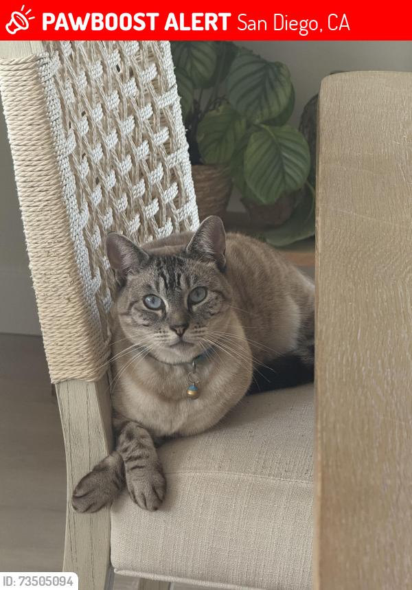 Lost Female Cat last seen Trenton st, clairement hs, San Diego, CA 92117