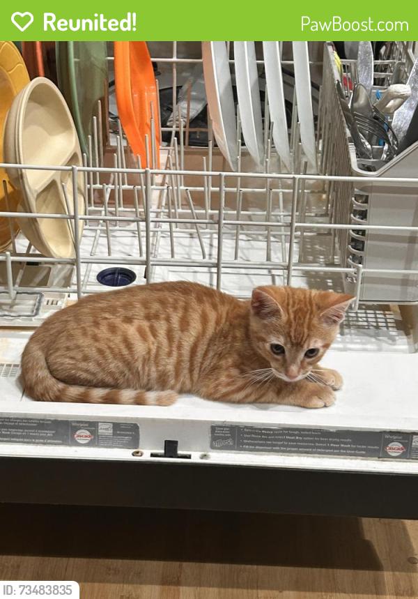 Reunited Male Cat last seen Sycamore Ave Near Turlock High, Turlock, CA 95380