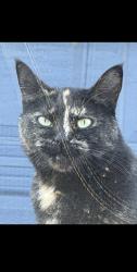 Reunited Female Cat last seen Sw Mabel St, in between the Go Go Burgers and quatama max station, Aloha, OR 97006