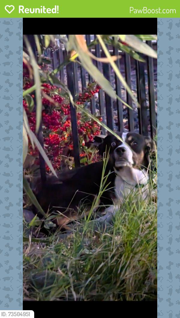 Reunited Unknown Dog last seen Chapman & Lancaster, Oakland, CA 94601