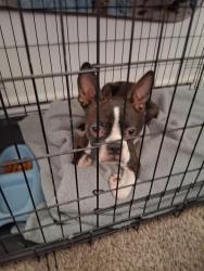 Found/Stray Male Dog last seen Modesto reservoir, Waterford, CA 95386