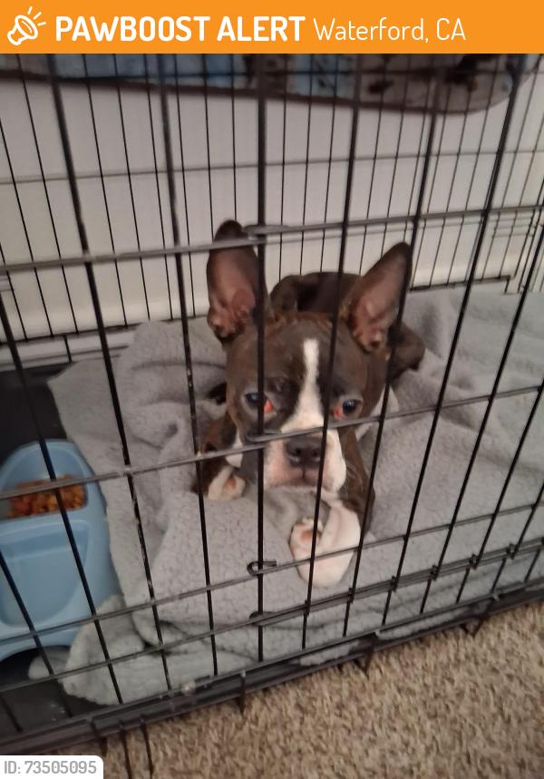 Found/Stray Male Dog last seen Modesto reservoir, Waterford, CA 95386