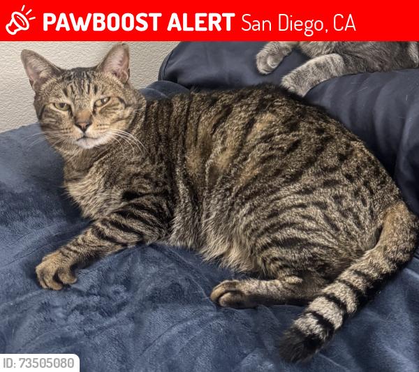 Lost Male Cat last seen 47th St and Fairmount Ave, near Webster Elementary, San Diego, CA 92102