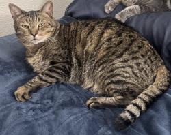 Lost Male Cat last seen 47th St and Fairmount Ave, near Webster Elementary, San Diego, CA 92102