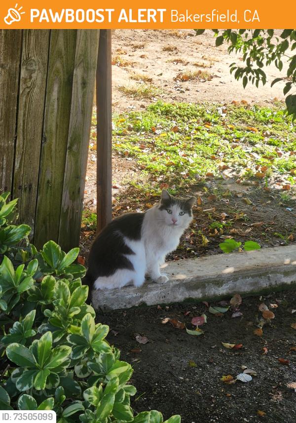 Found/Stray Unknown Cat last seen Clay Patrick Farr, Bakersfield, CA 93312
