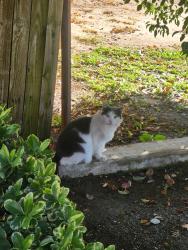 Found/Stray Unknown Cat last seen Clay Patrick Farr, Bakersfield, CA 93312