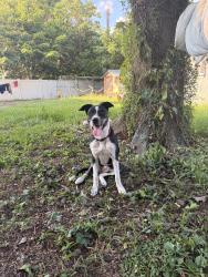 Reunited Female Dog last seen Near E Semoran Blvd, Apopka, FL 32703, USA, Apopka, FL 32703