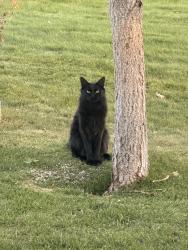 Lost Male Cat last seen Warbler way, Bozeman, MT 59718
