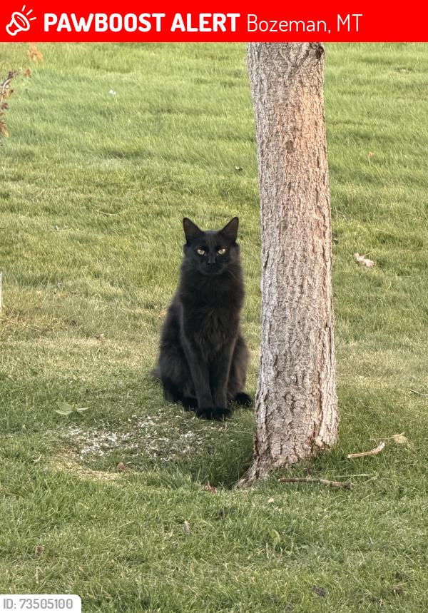 Lost Male Cat last seen Warbler way, Bozeman, MT 59718