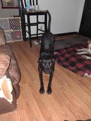 Reunited Male Dog last seen Near w Walnut ave gastinia 28952, Gastonia, NC 28052
