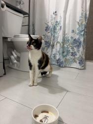 Found/Stray Unknown Cat last seen Illdica spring valley, Spring Valley, CA 91941