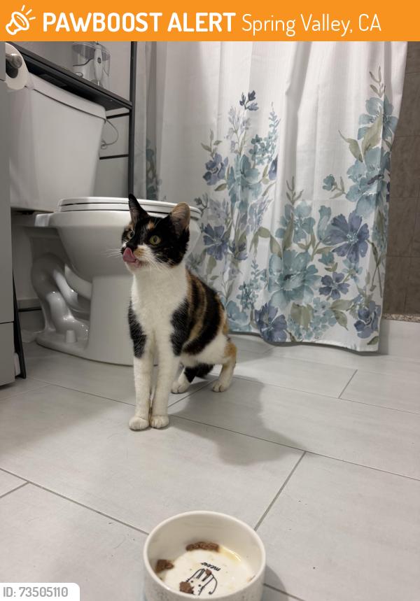 Found/Stray Unknown Cat last seen Illdica spring valley, Spring Valley, CA 91941