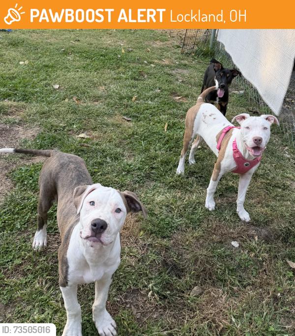 Found/Stray Unknown Dog last seen Near n cooper Ave, Lockland, OH 45215
