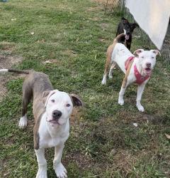 Found/Stray Unknown Dog last seen Near n cooper Ave, Lockland, OH 45215